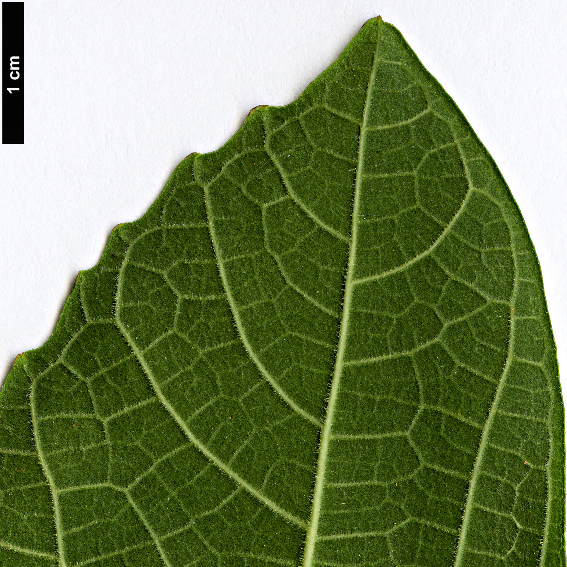 High resolution image: Family: Moraceae - Genus: Ficus - Taxon: pseudocarica